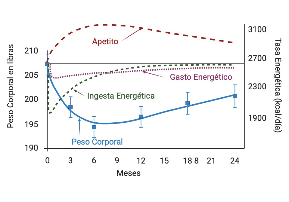 Impacto del Déficit Calórico en el Peso Corporal, la Ingesta Energética, el Gasto Energético y el Apetito